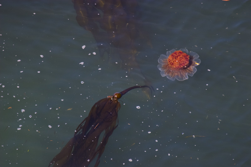 Jellyfish In Kelp Bed